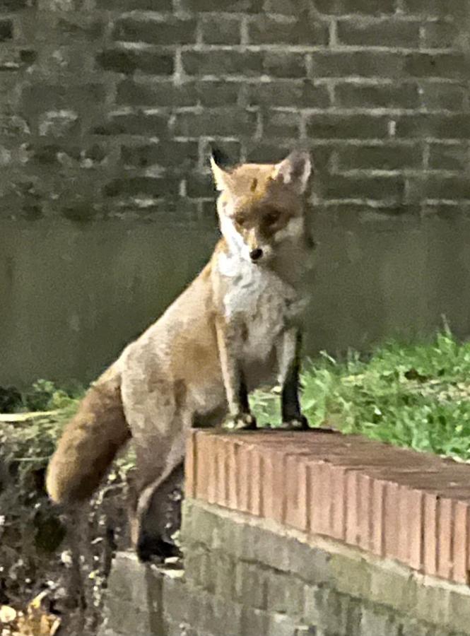 Beddington Park Lodge West Wallington Luaran gambar